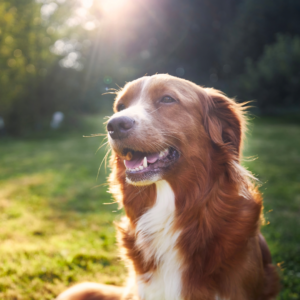 Dog sitting on grass