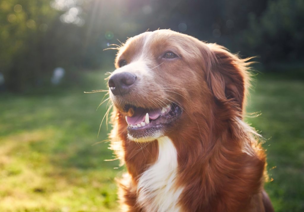 Dog sitting on grass